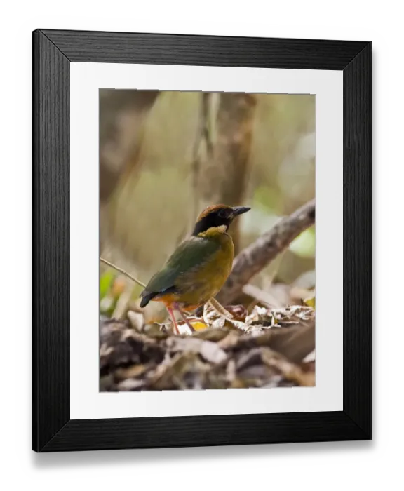 Framed Print : Noisy Pitta (Pitta versicolor) adult, standing amongst leaf litter, Queensland, Australia Framed Print : Noisy Pitta (Pitta versicolor) adult, standing amongst leaf litter, Queensland, Australia