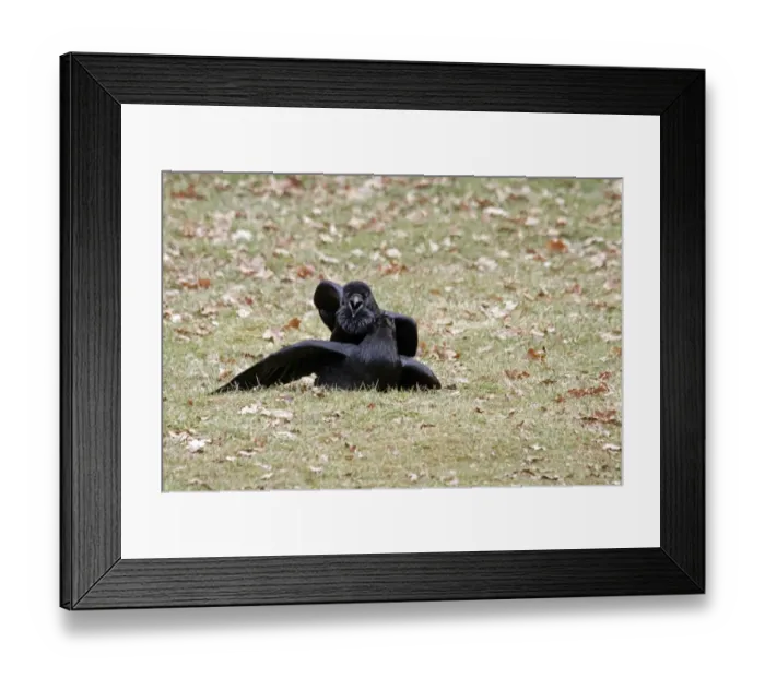 Framed Print : Common Raven (Corvus corax) adult pair, mating on ground, England, march Framed Print : Common Raven (Corvus corax) adult pair, mating on ground, England, march