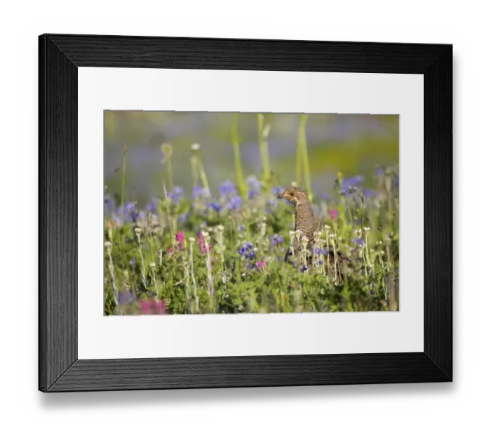Framed Print : White-tailed Ptarmigan (Lagopus leucurus) adult female, standing amongst wildflowers in subalpine meadow, Mount Rainier N. P. Washington State, U. S. A Framed Print : White-tailed Ptarmigan (Lagopus leucurus) adult female, standing amongst wildflowers in subalpine meadow, Mount Rainier N. P. Washington State, U. S. A