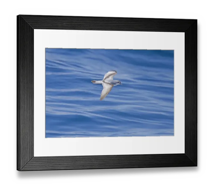 Framed Print : Fairy Prion (Pachyptila turtur) adult, in flight over sea, New Zealand, november Framed Print : Fairy Prion (Pachyptila turtur) adult, in flight over sea, New Zealand, november