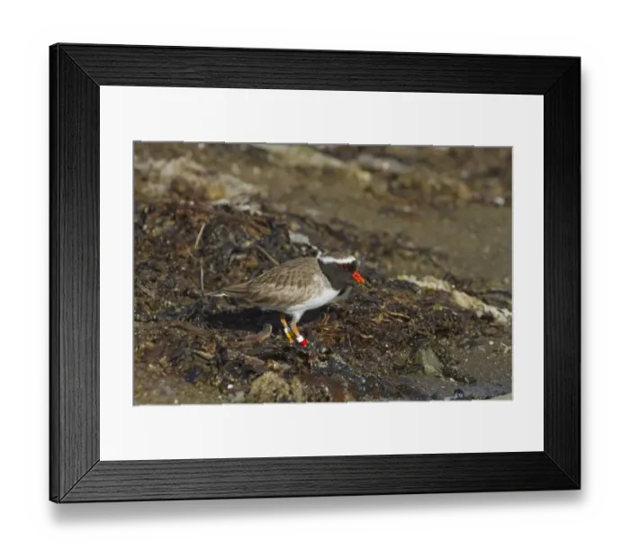 Framed Print : Shore Plover (Thinornis novaeseelandiae) adult, wearing leg rings, foraging on beach, New Zealand, november Framed Print : Shore Plover (Thinornis novaeseelandiae) adult, wearing leg rings, foraging on beach, New Zealand, november