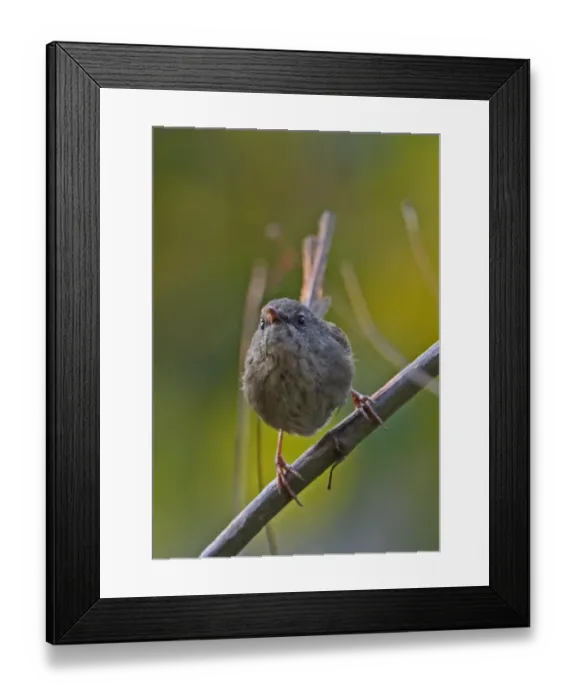 Framed Print : Hill Prinia (Prinia atrogularis atrogularis) adult, perched on stem, Arunachal Pradesh, India, february