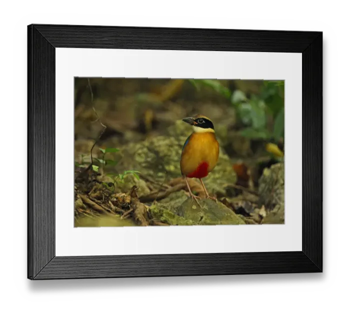 Framed Print : Blue-winged Pitta (Pitta moluccensis) immature, first winter plumage, standing on forest floor, Kaeng Krachan N. P. Thailand, november Framed Print : Blue-winged Pitta (Pitta moluccensis) immature, first winter plumage, standing on forest floor, Kaeng Krachan N. P. Thailand, november