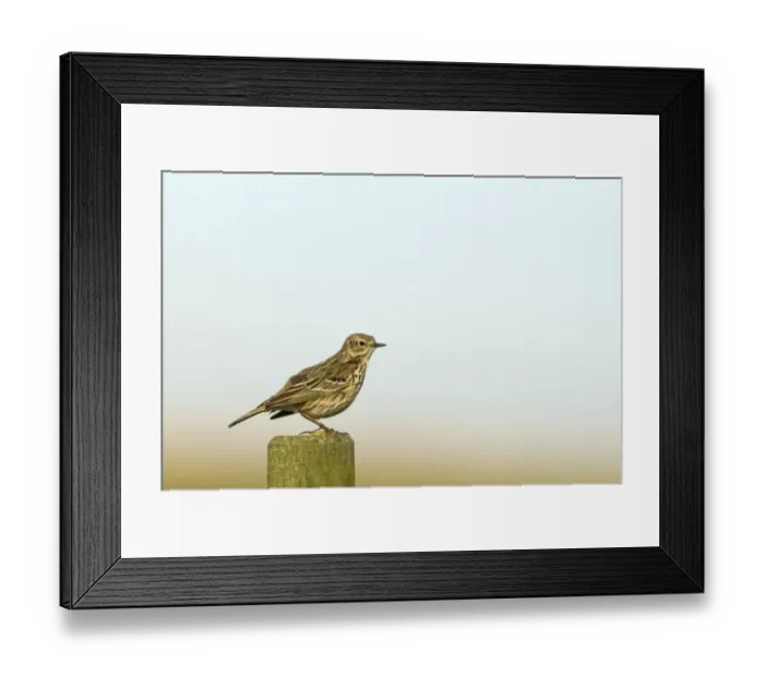 Framed Print : Meadow Pipit (Anthus pratensis) adult, perched on post, Norfolk, England, may Framed Print : Meadow Pipit (Anthus pratensis) adult, perched on post, Norfolk, England, may