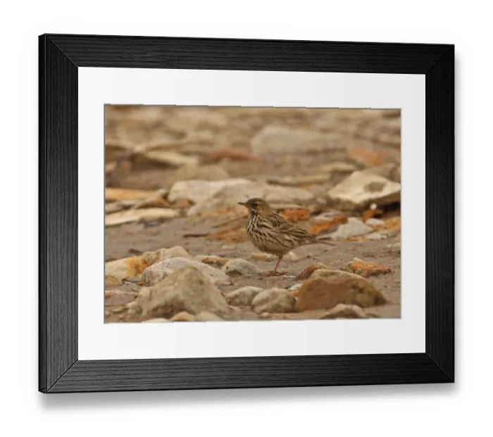 Framed Print : Red-throated Pipit (Anthus cervinus) adult, migrant, standing on stony beach, Beidaihe, Hebei, China, may Framed Print : Red-throated Pipit (Anthus cervinus) adult, migrant, standing on stony beach, Beidaihe, Hebei, China, may