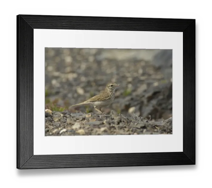 Framed Print : Berthelot's Pipit (Anthus berthelottii berthelottii) adult, standing on stony ground, Fuerteventura, Canary Islands, march Framed Print : Berthelot's Pipit (Anthus berthelottii berthelottii) adult, standing on stony ground, Fuerteventura, Canary Islands, march