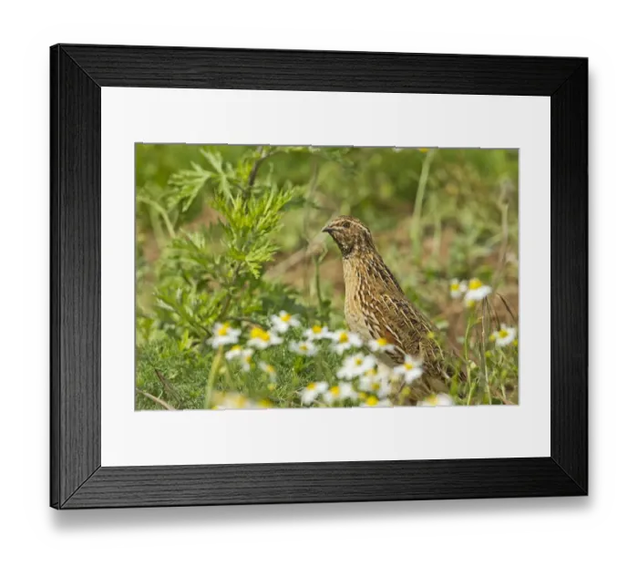 Framed Print : Common Quail (Coturnix coturnix) adult male, standing amongst weeds on set-a-side field in farmland, Warwickshire, England, june Framed Print : Common Quail (Coturnix coturnix) adult male, standing amongst weeds on set-a-side field in farmland, Warwickshire, England, june