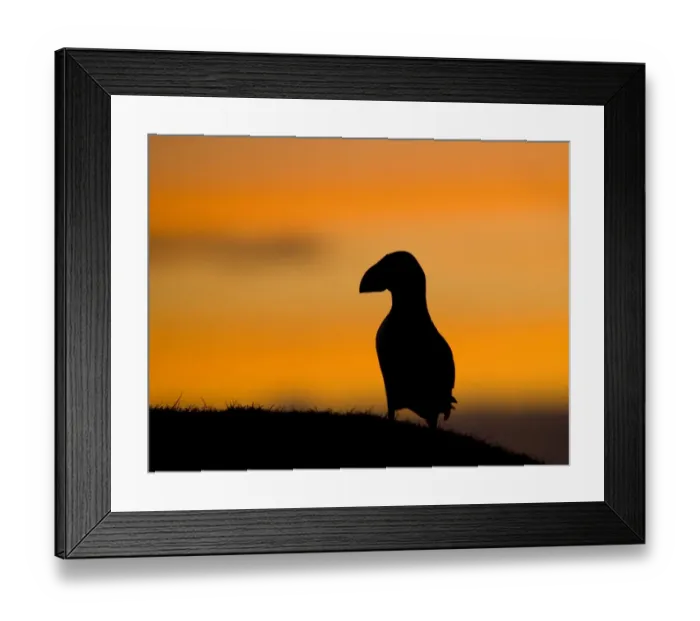 Framed Print : Atlantic Puffin (Fratercula arctica) adult, silhouetted at sunset, Shetland Islands, Scotland, june Framed Print : Atlantic Puffin (Fratercula arctica) adult, silhouetted at sunset, Shetland Islands, Scotland, june