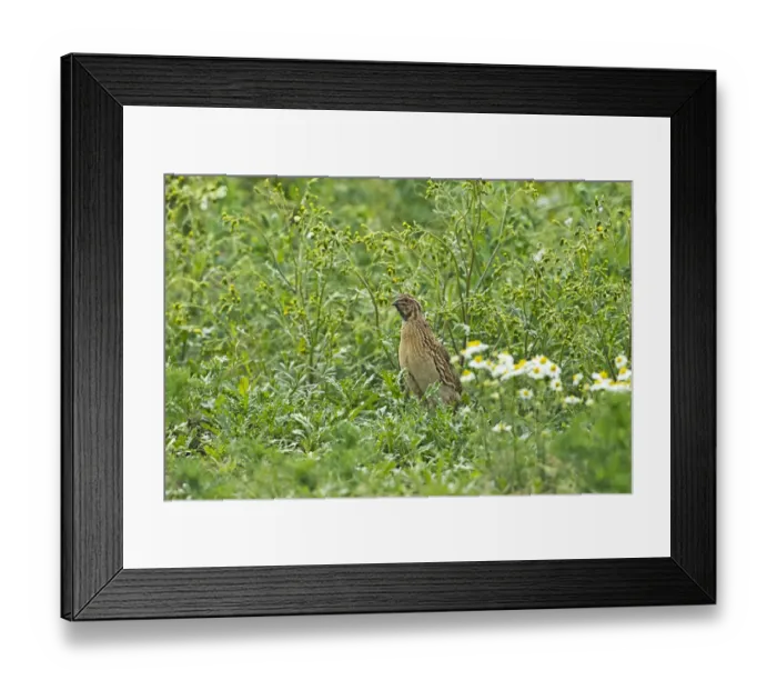 Framed Print : Common Quail (Coturnix coturnix) adult male, standing amongst weeds on set-a-side field in farmland, Warwickshire, England, june