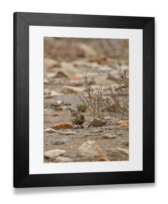 Framed Print : Red-throated Pipit (Anthus cervinus) adult, migrant, foraging on stony beach, Beidaihe, Hebei, China, may
