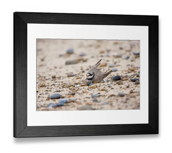 Framed Print : Ringed Plover (Charadrius hiaticula) adult, performing broken wing distraction display in attempt to lead predator away from nest on beach, Minsmere RSPB Reserve, Suffolk, England, july Framed Print : Ringed Plover (Charadrius hiaticula) adult, performing broken wing distraction display in attempt to lead predator away from nest on beach, Minsmere RSPB Reserve, Suffolk, England, july