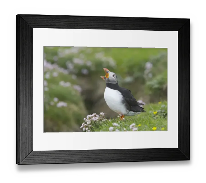 Framed Print : Atlantic Puffin (Fratercula arctica) adult, with beak open, standing on clifftop, Noss Nature Reserve, Shetland Islands, Scotland Framed Print : Atlantic Puffin (Fratercula arctica) adult, with beak open, standing on clifftop, Noss Nature Reserve, Shetland Islands, Scotland