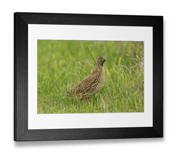 Framed Print : Common Quail (Coturnix coturnix) adult male, standing on set-a-side field in farmland, Warwickshire, England, june Framed Print : Common Quail (Coturnix coturnix) adult male, standing on set-a-side field in farmland, Warwickshire, England, june