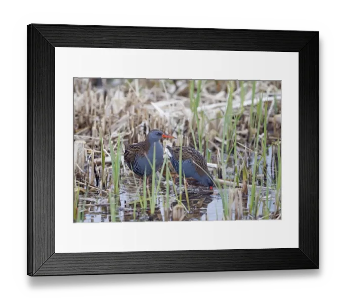 Framed Print : Water Rail (Rallus aquaticus) adult pair, feeding at edge of reedbed, Minsmere RSPB Reserve, Suffolk, England, march Framed Print : Water Rail (Rallus aquaticus) adult pair, feeding at edge of reedbed, Minsmere RSPB Reserve, Suffolk, England, march