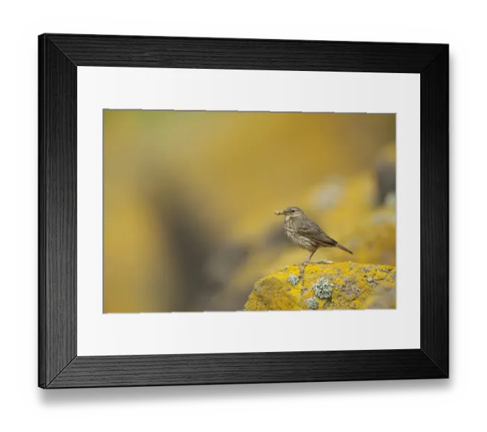 Framed Print : Rock Pipit (Anthus petrosus) adult, with insects in beak, perched on rock near nestsite, Isle of May, Firth of Forth, Scotland, july Framed Print : Rock Pipit (Anthus petrosus) adult, with insects in beak, perched on rock near nestsite, Isle of May, Firth of Forth, Scotland, july