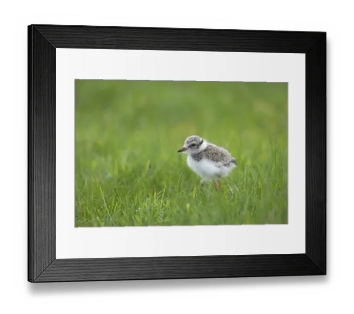 Framed Print : Ringed Plover (Charadrius hiaticula) chick, standing in grass, Unst, Shetland Islands, Scotland Framed Print : Ringed Plover (Charadrius hiaticula) chick, standing in grass, Unst, Shetland Islands, Scotland