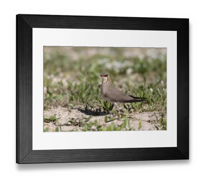 Framed Print : Collared Pratincole (Glareola pratincola) adult, standing on ground, Southern Spain april Framed Print : Collared Pratincole (Glareola pratincola) adult, standing on ground, Southern Spain april