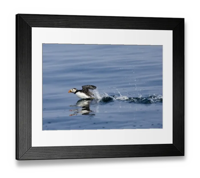 Framed Print : Atlantic Puffin (Fratercula arctica) adult, taking off from sea, Farne Islands, Northumberland, England, summer