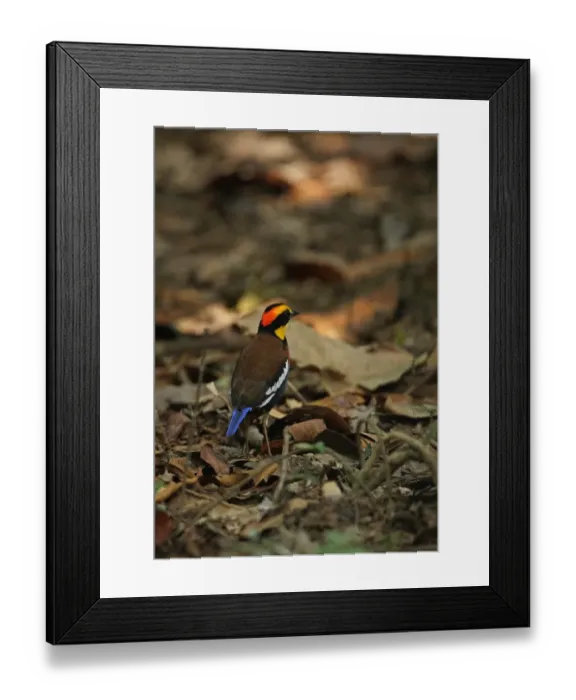 Framed Print : Banded Pitta (Pitta guajana irena) adult male, standing on forest floor, Khao Nor Chuchi, Thailand, february Framed Print : Banded Pitta (Pitta guajana irena) adult male, standing on forest floor, Khao Nor Chuchi, Thailand, february