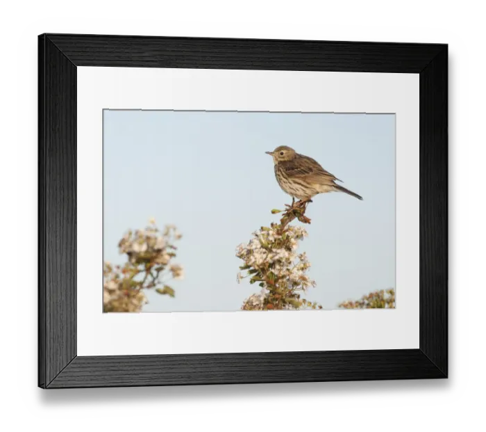 Framed Print : Meadow Pipit (Anthus pratensis) adult, perched on flowering hawthorn, North Kent Marshes, Isle of Sheppey, Kent, England, may