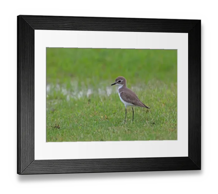 Framed Print : Lesser Sand Plover (Charadrius mongolus) adult, non-breeding plumage, standing in wet grassland, Sri Lanka, december Framed Print : Lesser Sand Plover (Charadrius mongolus) adult, non-breeding plumage, standing in wet grassland, Sri Lanka, december