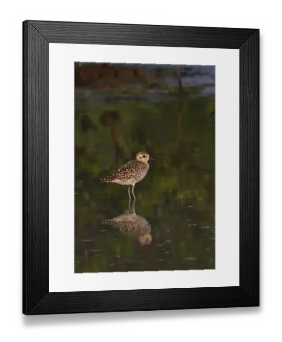 Framed Print : Pacific Golden Plover (Pluvialis fulva) adult, non-breeding plumage, standing in shallow water, Thailand, february Framed Print : Pacific Golden Plover (Pluvialis fulva) adult, non-breeding plumage, standing in shallow water, Thailand, february