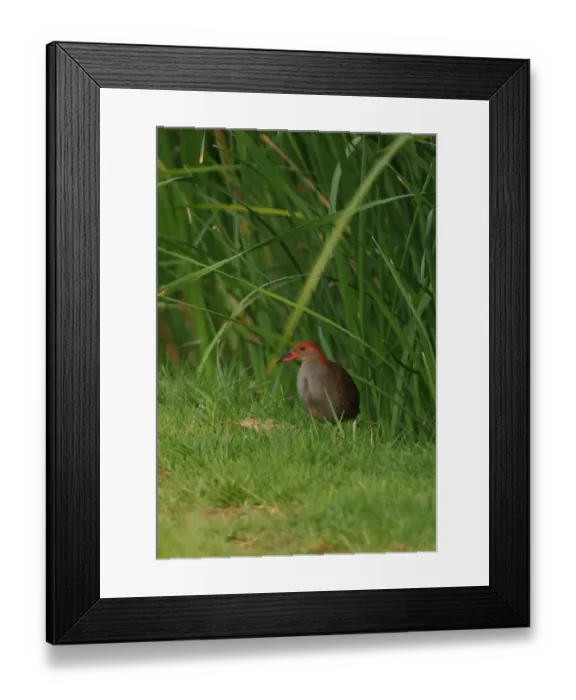 Framed Print : Slaty-breasted Rail (Gallirallus striatus albiventer) adult, standing at edge of marsh, Thailand, february Framed Print : Slaty-breasted Rail (Gallirallus striatus albiventer) adult, standing at edge of marsh, Thailand, february