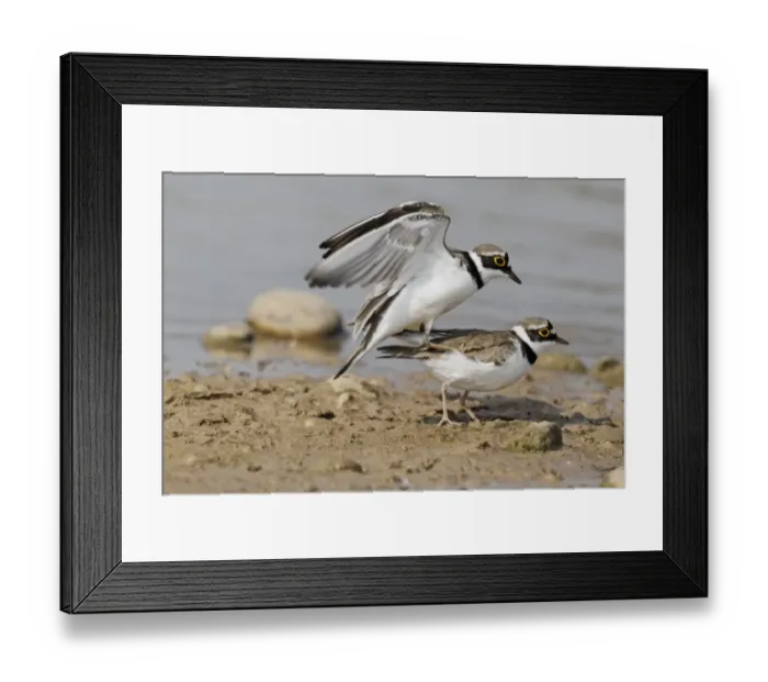 Framed Print : Little Ringed Plover (Charadrius dubius) adult pair, summer plumage, mating, Midlands, England, april Framed Print : Little Ringed Plover (Charadrius dubius) adult pair, summer plumage, mating, Midlands, England, april