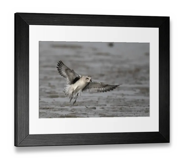 Framed Print : Grey Plover (Pluvialis squatarola) adult, non-breeding plumage, in flight, landing on mudflats, Mai Po Nature Reserve, Hong Kong, China, december Framed Print : Grey Plover (Pluvialis squatarola) adult, non-breeding plumage, in flight, landing on mudflats, Mai Po Nature Reserve, Hong Kong, China, december