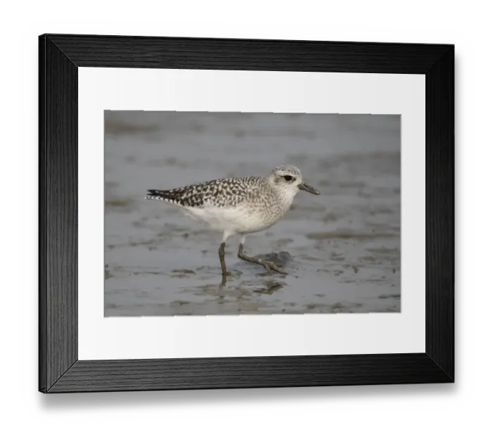 Framed Print : Grey Plover (Pluvialis squatarola) adult, non-breeding plumage, walking on mudflats, Mai Po Nature Reserve, Hong Kong, China, december