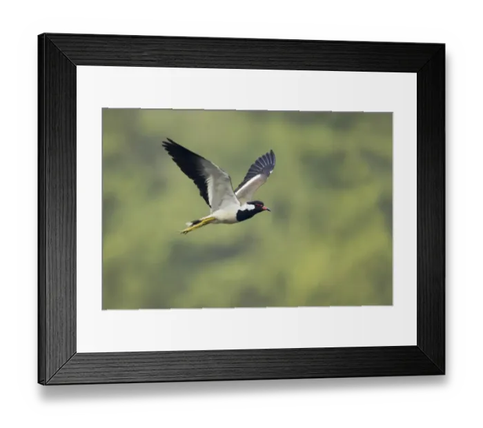 Framed Print : Red-wattled Lapwing (Vanellus indicus) adult, in flight, Keoladeo Ghana N. P. (Bharatpur), Rajasthan, India Framed Print : Red-wattled Lapwing (Vanellus indicus) adult, in flight, Keoladeo Ghana N. P. (Bharatpur), Rajasthan, India