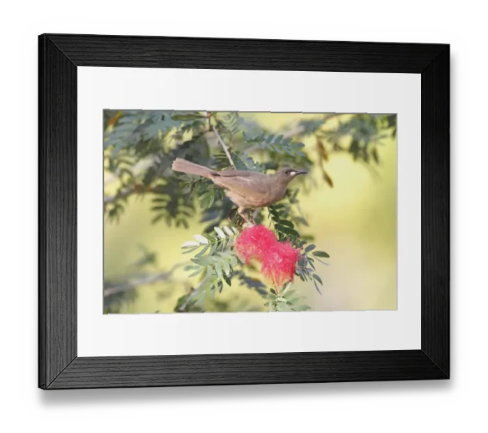 Framed Print : White-gaped Honeyeater (Lichenostomus unicolor) adult, feeding on bottlebrush nectar, Kakadu, Northern Territory, Australia, september Framed Print : White-gaped Honeyeater (Lichenostomus unicolor) adult, feeding on bottlebrush nectar, Kakadu, Northern Territory, Australia, september