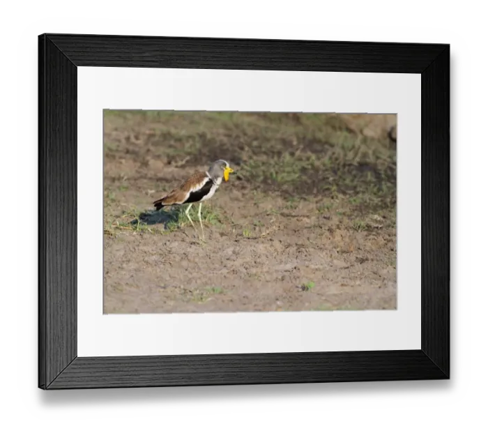Framed Print : White-headed Lapwing (Vanellus albiceps) adult, standing on mud, Chobe N. P. Botswana