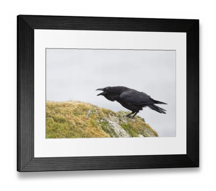 Framed Print : Common Raven (Corvus corax) adult, calling, standing on rocks, Shetland Islands, Scotland, june Framed Print : Common Raven (Corvus corax) adult, calling, standing on rocks, Shetland Islands, Scotland, june