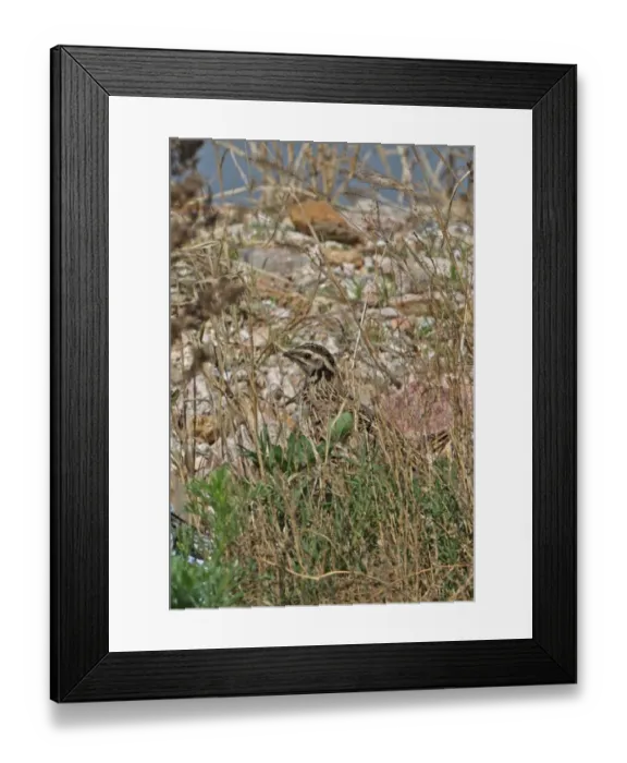 Framed Print : Japanese Quail (Coturnix japonica) adult, migrant, standing amongst vegetation on beach, Beidaihe, Hebei, China, may Framed Print : Japanese Quail (Coturnix japonica) adult, migrant, standing amongst vegetation on beach, Beidaihe, Hebei, China, may