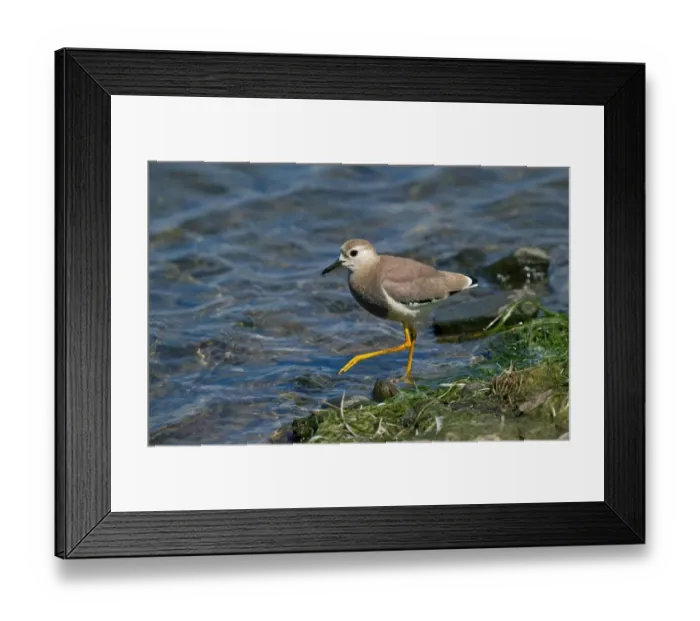 Framed Print : White-tailed Lapwing (Vanellus leucurus) adult, vagrant, walking at edge of water, England, may Framed Print : White-tailed Lapwing (Vanellus leucurus) adult, vagrant, walking at edge of water, England, may