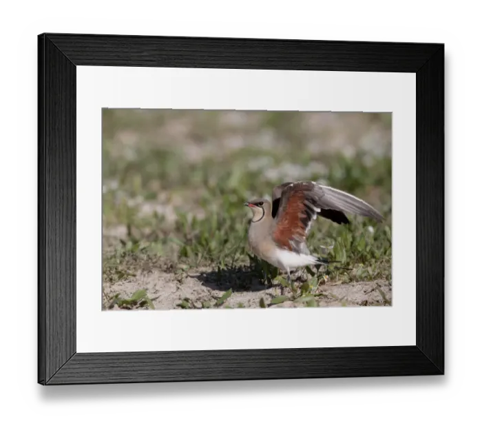 Framed Print : Collared Pratincole (Glareola pratincola) adult, stretching wings, standing on ground, Southern Spain april Framed Print : Collared Pratincole (Glareola pratincola) adult, stretching wings, standing on ground, Southern Spain april