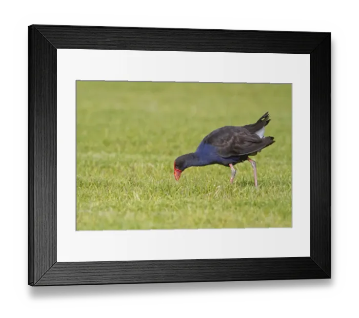 Framed Print : Pukeko (Porphyrio porphyrio melanotus) adult, foraging on short grass, New Zealand, november Framed Print : Pukeko (Porphyrio porphyrio melanotus) adult, foraging on short grass, New Zealand, november