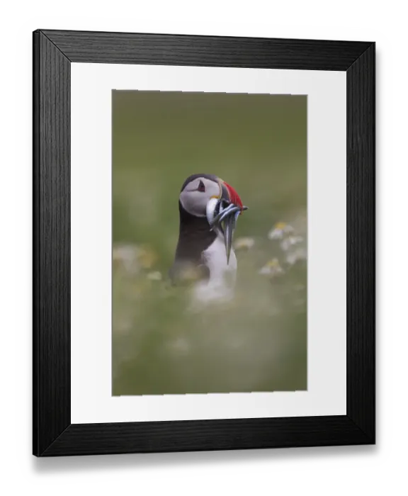 Framed Print : Atlantic Puffin (Fratercula arctica) adult, with sandeels in beak, Shetland Islands, Scotland, july Framed Print : Atlantic Puffin (Fratercula arctica) adult, with sandeels in beak, Shetland Islands, Scotland, july