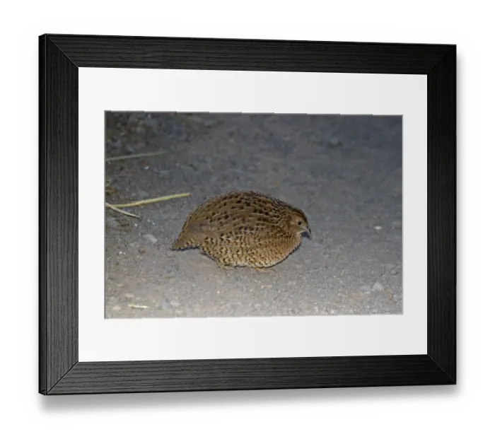 Framed Print : Brown Quail (Coturnix ypsilophora) introduced species, adult, walking on gravel, New Zealand, november Framed Print : Brown Quail (Coturnix ypsilophora) introduced species, adult, walking on gravel, New Zealand, november