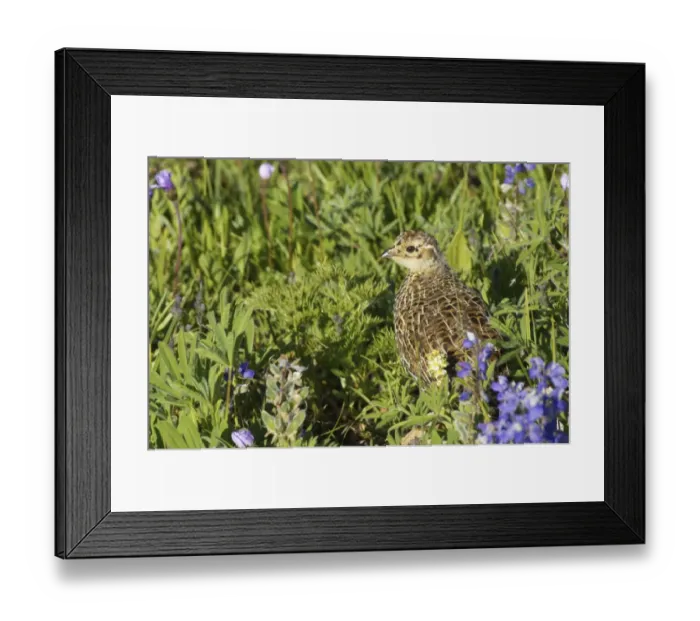 Framed Print : White-tailed Ptarmigan (Lagopus leucurus) chick, standing amongst wildflowers in subalpine meadow, Mount Rainier N. P. Washington State, U. S. A Framed Print : White-tailed Ptarmigan (Lagopus leucurus) chick, standing amongst wildflowers in subalpine meadow, Mount Rainier N. P. Washington State, U. S. A