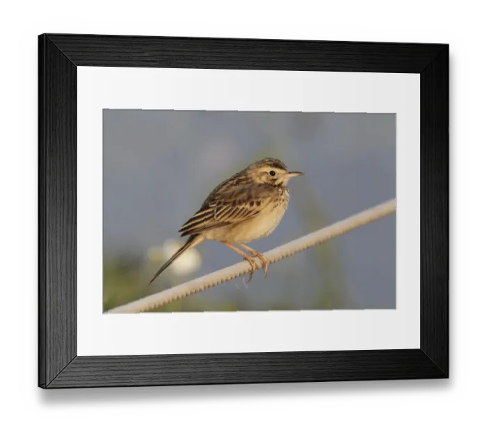 Framed Print : Richard's Pipit (Anthus richardi) adult, perched on rope, Hong Kong, China, january