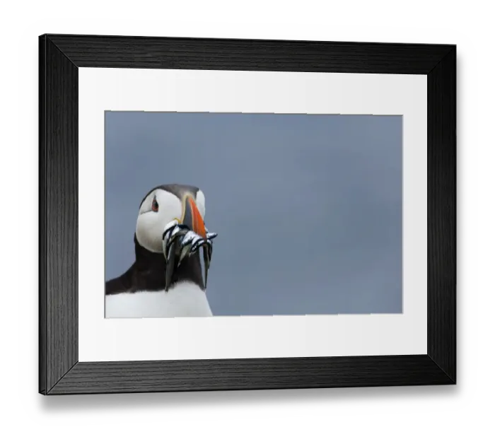Framed Print : Atlantic Puffin (Fratercula arctica) adult, with sandeels in beak, close-up of head, Inner Farne, Farne Islands, Northumberland, England, july Framed Print : Atlantic Puffin (Fratercula arctica) adult, with sandeels in beak, close-up of head, Inner Farne, Farne Islands, Northumberland, England, july
