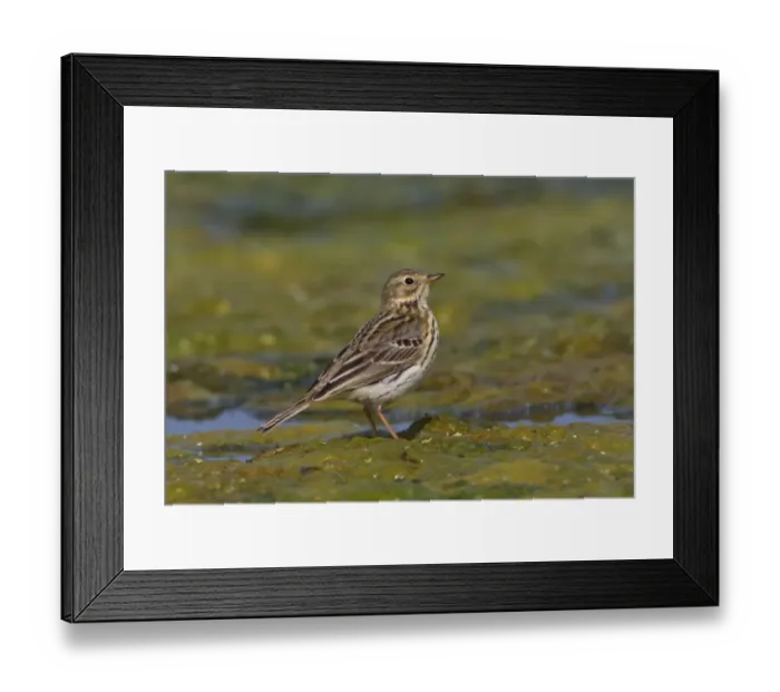 Framed Print : Meadow Pipit (Anthus pratensis) adult, standing on algal mat, Norfolk, England, april Framed Print : Meadow Pipit (Anthus pratensis) adult, standing on algal mat, Norfolk, England, april