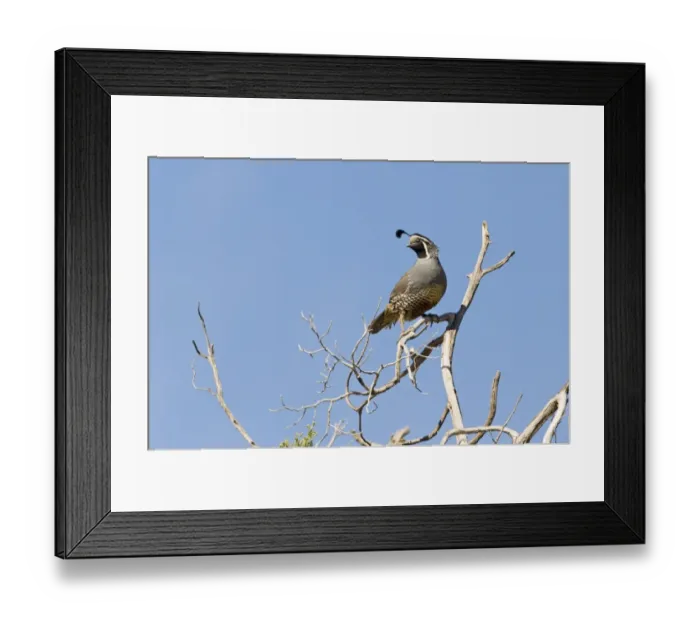 Framed Print : California Quail (Callipepla californica) adult male, perched on branch, California, U. S. A. april Framed Print : California Quail (Callipepla californica) adult male, perched on branch, California, U. S. A. april