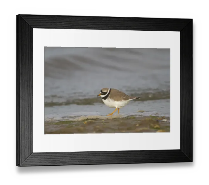 Framed Print : Ringed Plover (Charadrius hiaticula) adult, foraging on shoreline, Norfolk, England, december Framed Print : Ringed Plover (Charadrius hiaticula) adult, foraging on shoreline, Norfolk, England, december
