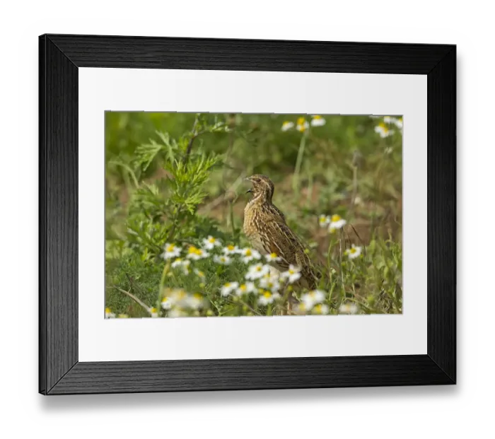 Framed Print : Common Quail (Coturnix coturnix) adult male, calling, standing amongst weeds on set-a-side field in farmland, Warwickshire, England, june Framed Print : Common Quail (Coturnix coturnix) adult male, calling, standing amongst weeds on set-a-side field in farmland, Warwickshire, England, june