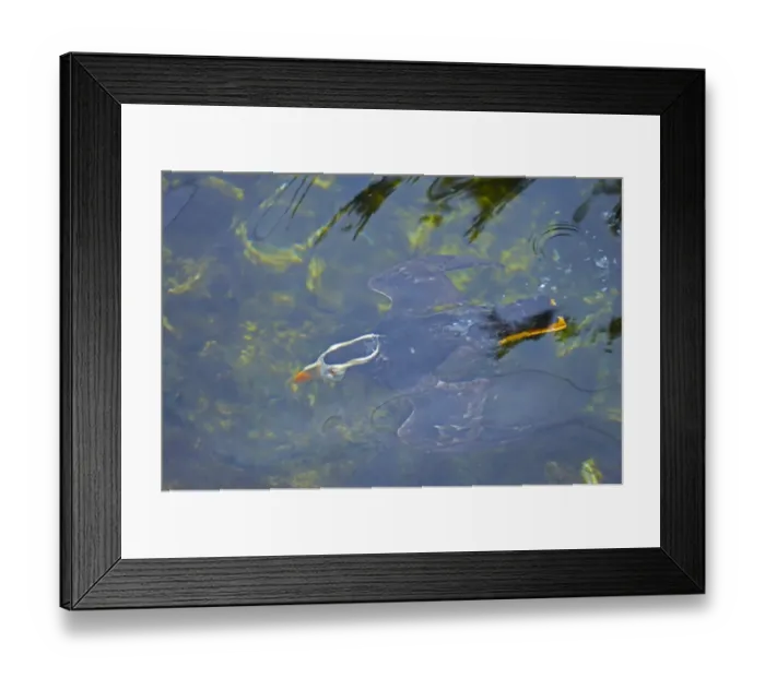 Framed Print : Tufted Puffin (Fratercula cirrhata) adult, breeding plumage, swimming underwater, Oregon, U. S. A Framed Print : Tufted Puffin (Fratercula cirrhata) adult, breeding plumage, swimming underwater, Oregon, U. S. A
