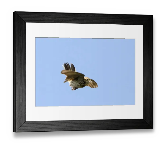 Framed Print : Tree Pipit (Anthus trivialis) adult, in song flight, Breckland, Norfolk, England, may Framed Print : Tree Pipit (Anthus trivialis) adult, in song flight, Breckland, Norfolk, England, may