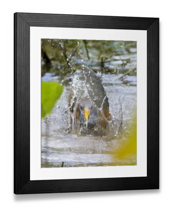 Framed Print : Grey-necked Wood-rail (Aramides cajanea) adult, bathing, in lowland tropical forest, Tikal N. P. Peten, Guatemala Framed Print : Grey-necked Wood-rail (Aramides cajanea) adult, bathing, in lowland tropical forest, Tikal N. P. Peten, Guatemala